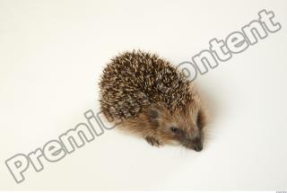 Hedgehog - Erinaceus europaeus  0056